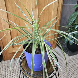 Dracaena Angustifolia (Purple Pot-B)