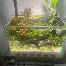 6.8 Gallon Planted Aquascape Aquarium Fish Tank  As pictured 