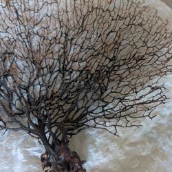 natural black sea fan coral