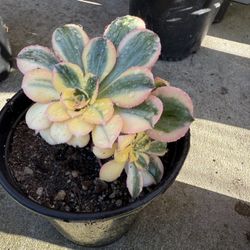Large Size Succulent Plants