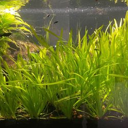 Aquarium Plant - Jungle Val 