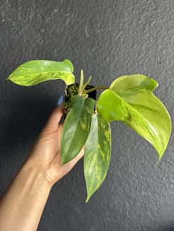 Variegated Philodendron Florida Beauty