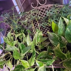 Lots Of Plants! 5 For $20