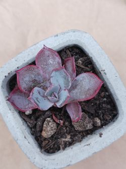 Succulent GHOST ECHEVERIA 