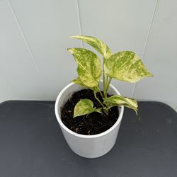 Variegated Golden Pathos