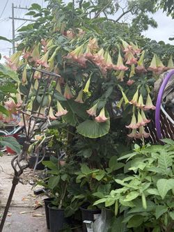 plantas de trompeta da angel en vallejo 
