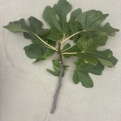 Fig Tree Cuts 