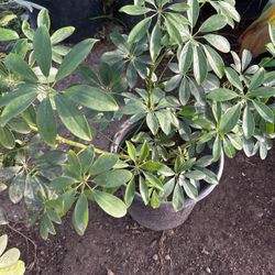 Umbrella Plants