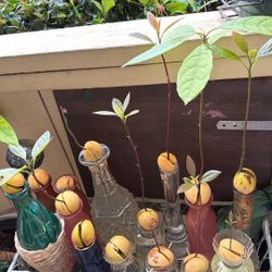 Avocado seed plants