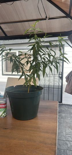 Peach tree
