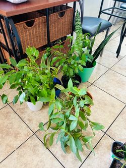 Plants for sale 15 each