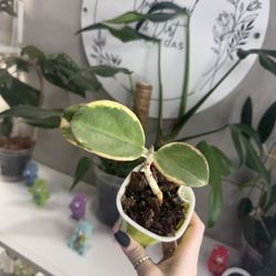 Hoya Pachyclada Albo 