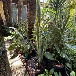 Snake Plants