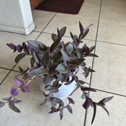 Purple Plant 