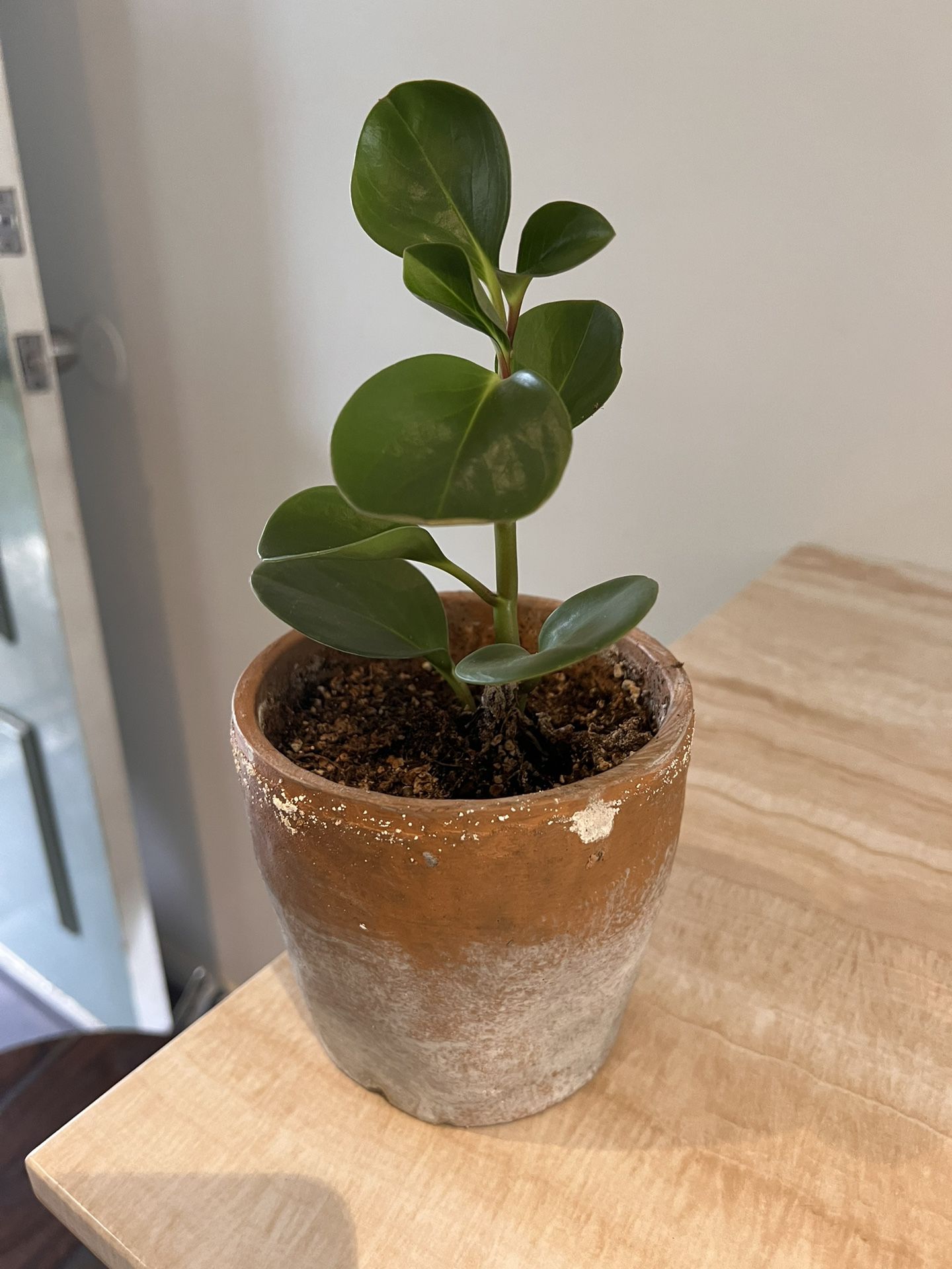 Pot With Plant