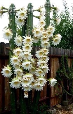 Echinopsis spachiana Cactus 🌵