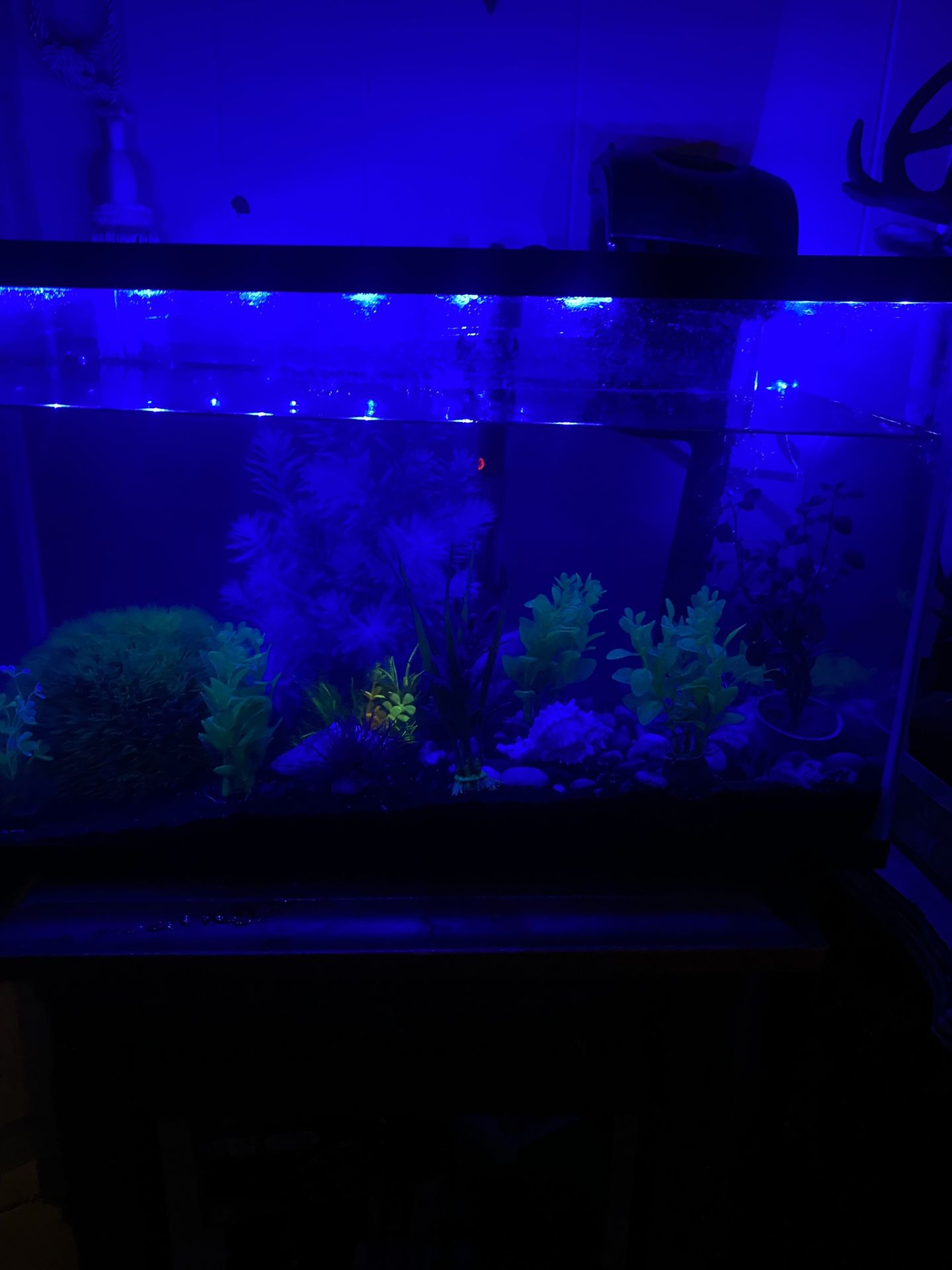 20 Gallon Fish Tank