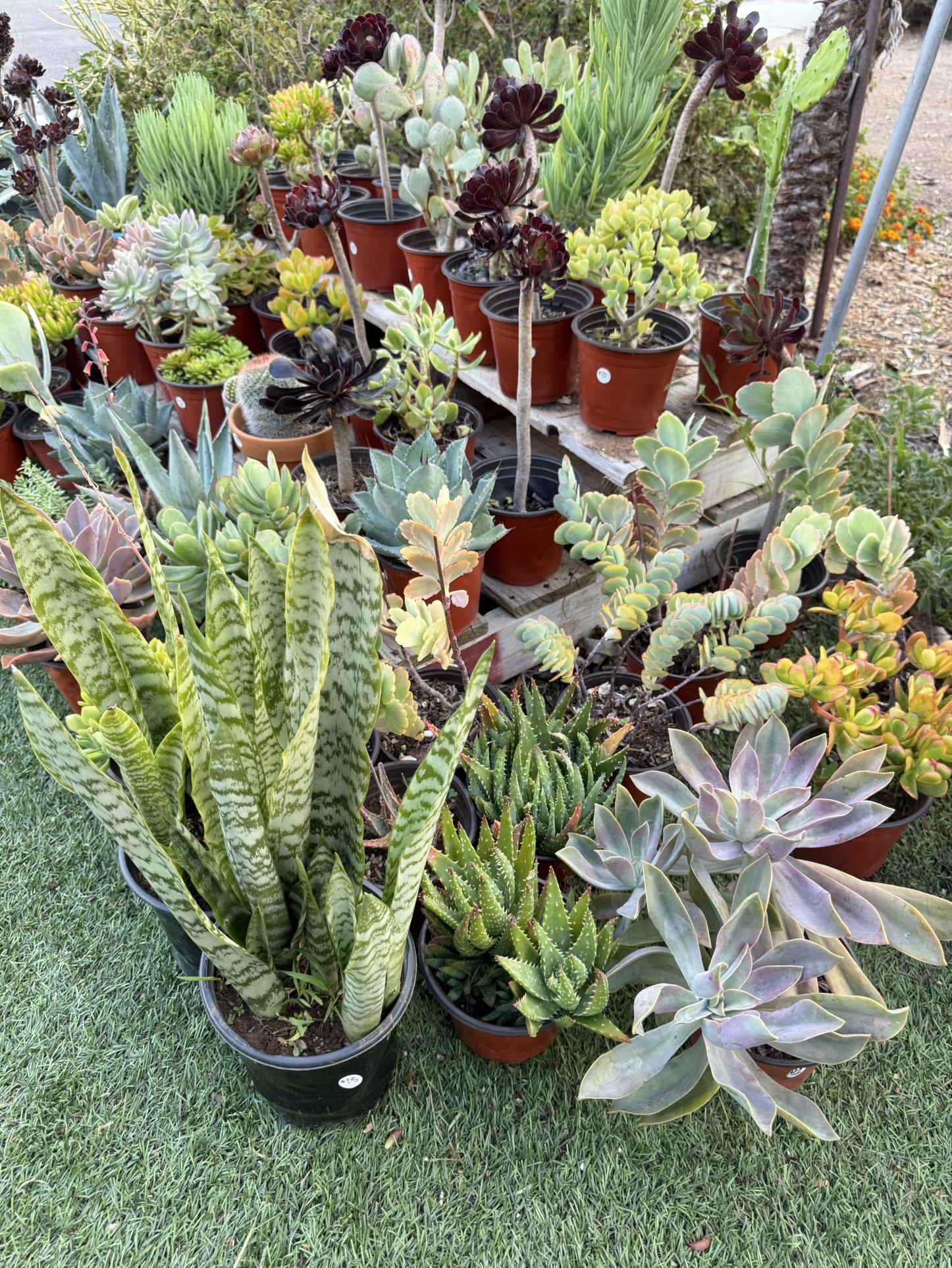 Variety Of Succulents Plants 