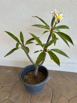 Yellow Plumeria Plant