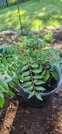 Curry Leaves Plant- Moving Sale Lots Of Healthy Plants