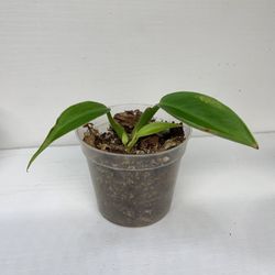 Yellow Flame Philodendron 