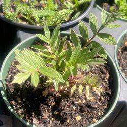 Elderberry Valerian Root Bees balm Echinacea Medicinal Tea Garden Plants For Sale 