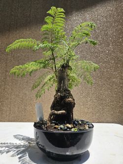 Old Blue Jacaranda Bonsai Tree for Sale in Midway City, CA - OfferUp
