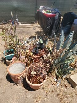 Free plants