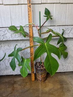 Philodendron Squamiferum Plant