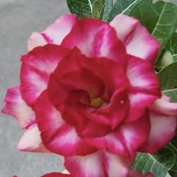 desert rose gloria 6” pot first pic for reference