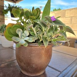 Decoration Suculents Plants Mix 