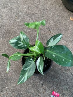 Philodendron white wizard plant