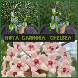 Hoya Carnosa Chelsea Plant