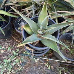 Aloe Plant