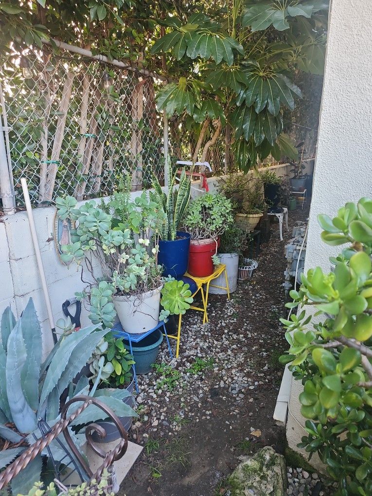 Plants Pots Plant Stands 