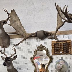 Moose Antlers 4ft Wide HUGE Taxidermy Mount 