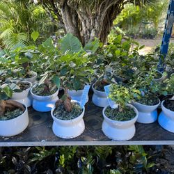 Bonsái In 6” Ceramic Pot. SPECIAL PRICE !🤩