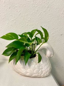 Pathos plant 🪴