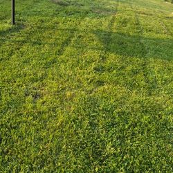Mowing Service 