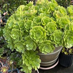 3 Amazing aeonium  blushing beauty succulent fresh Cuttings 10+yrs