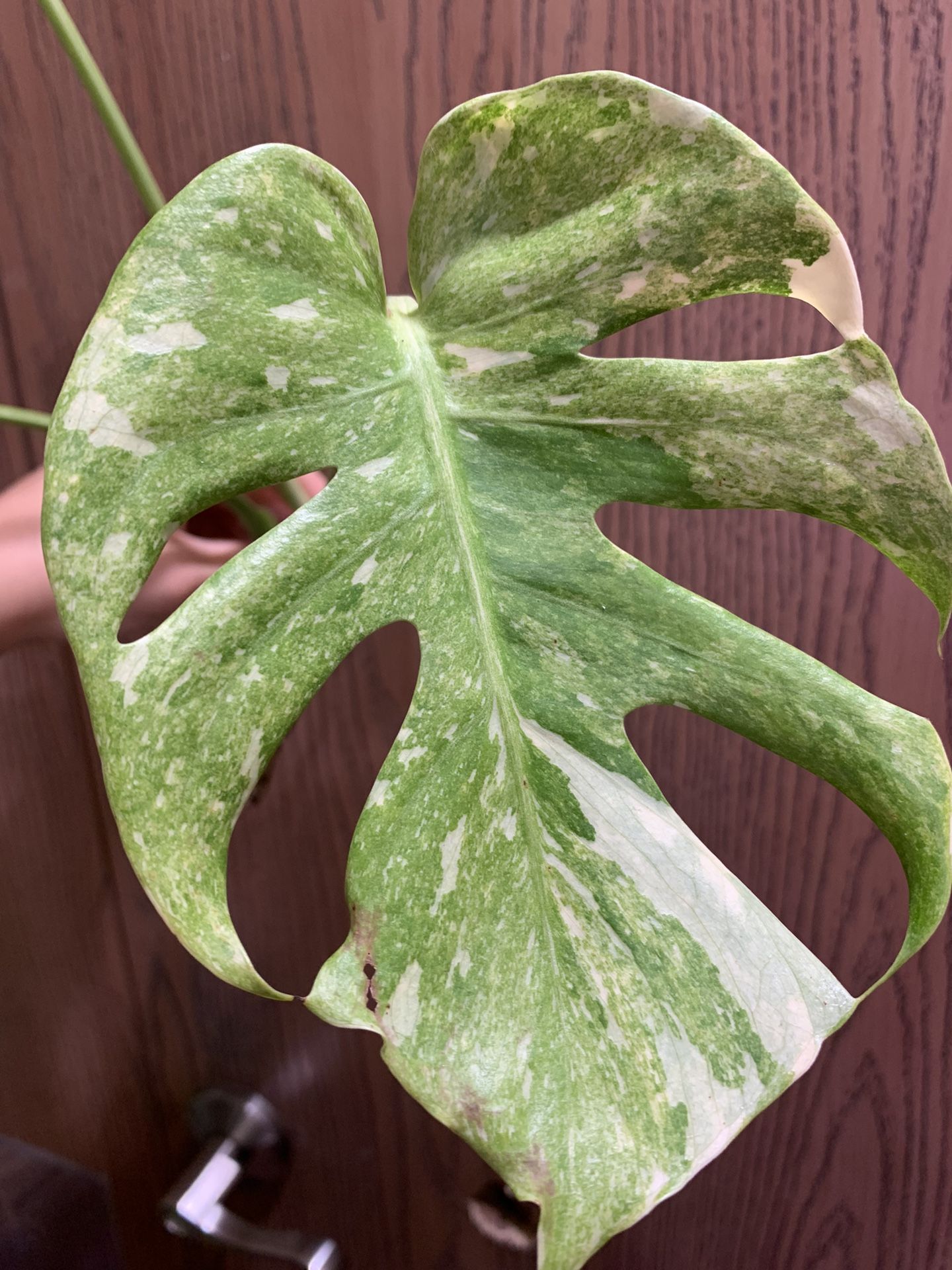 monstera erde substrat Hochwertiges Monstera Substrat kaufen