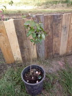 Lilac bushes , strawberries plants, flower bulbs & veggies starts $1-$30