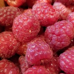 Everbearing Raspberry Plants Excellent Time to  Planting Now 