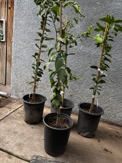 Mexican Lime Trees