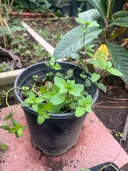 Chocolate Mint Peppermint