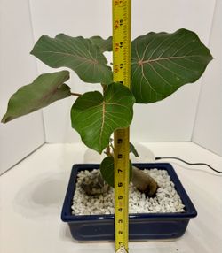 Rare rock fig bonsai in 9 1/4” x 7” dark blue ceramic planter