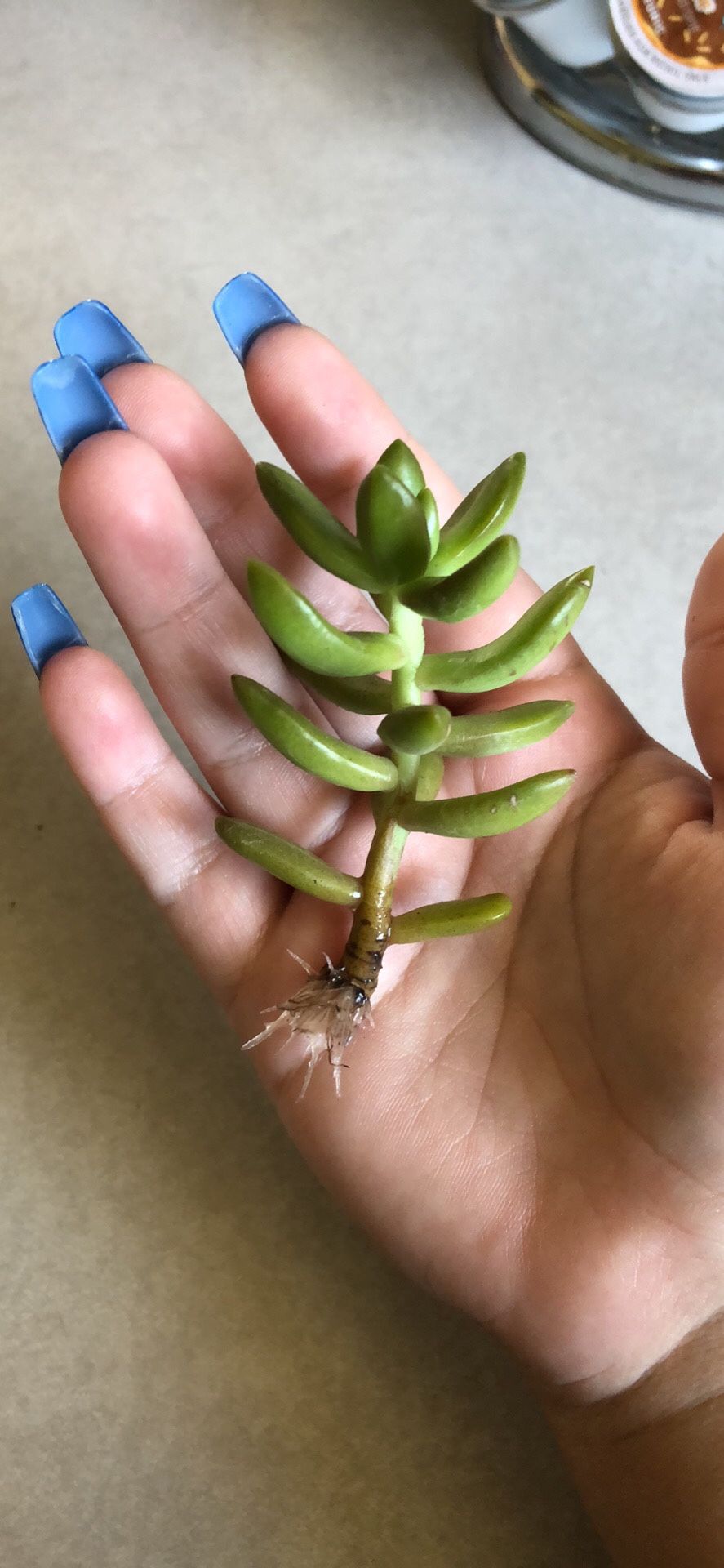 Rooted plant cutting