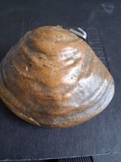 Vintage Bronze Erotic Seashell