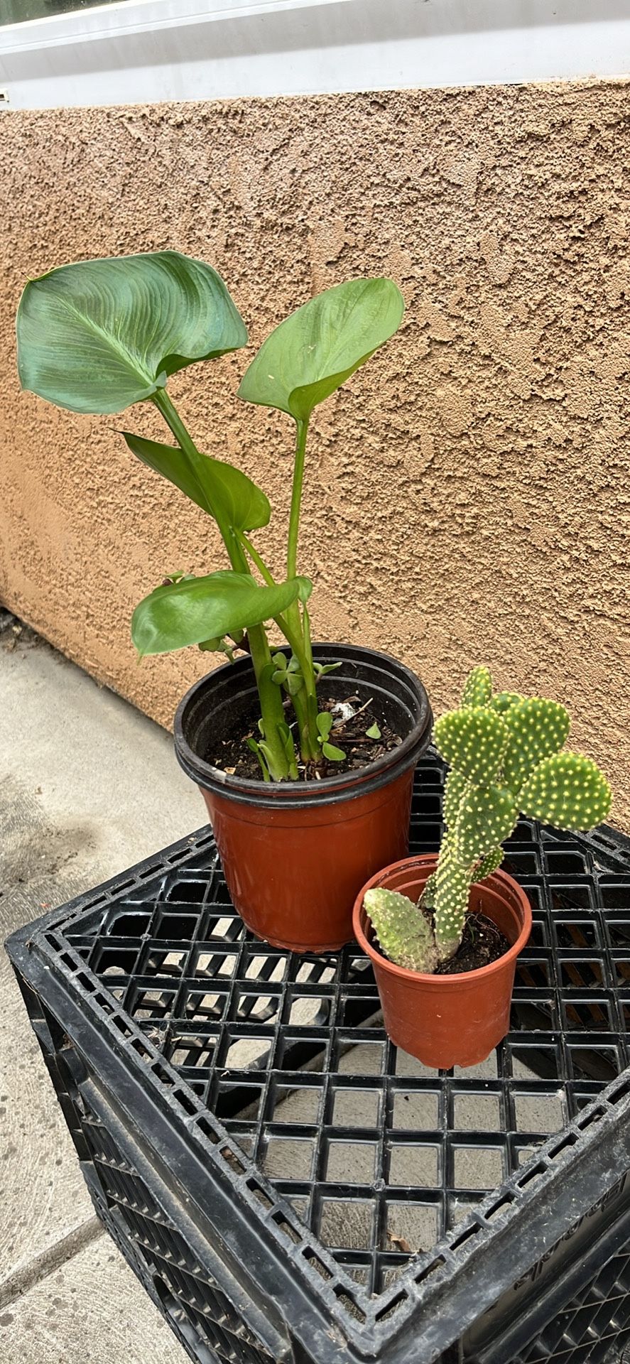 Total Of  3 Kinds . Succulents. Cactus And Green Plants