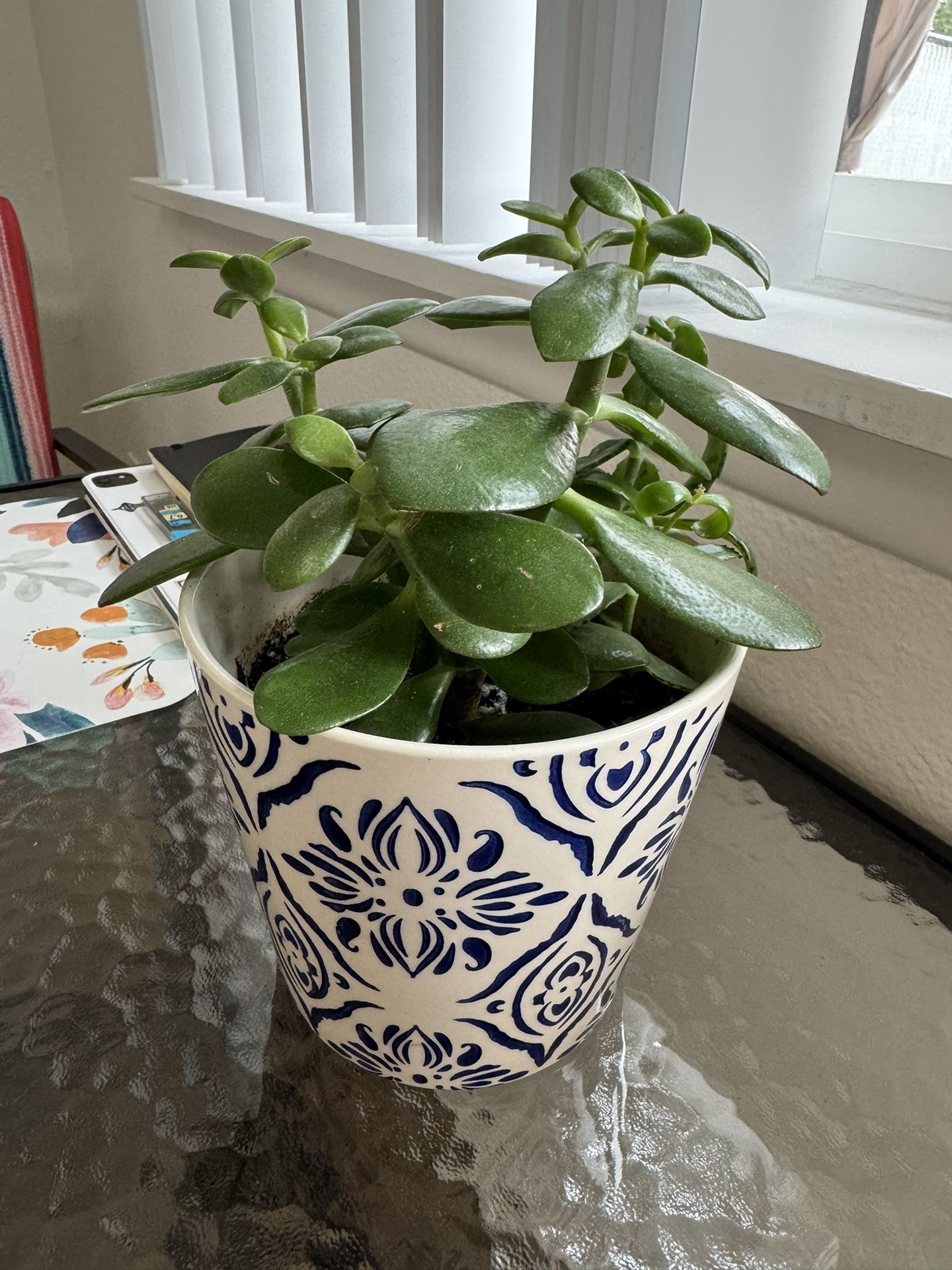 Jade Plant